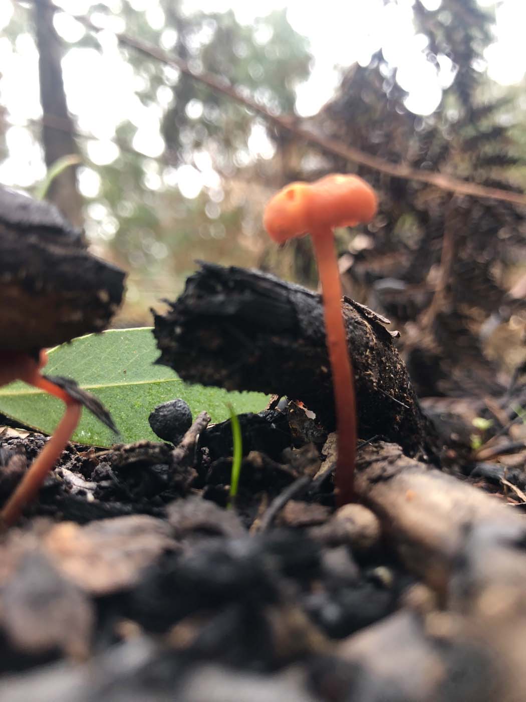 Blue gum loop hike (27)
