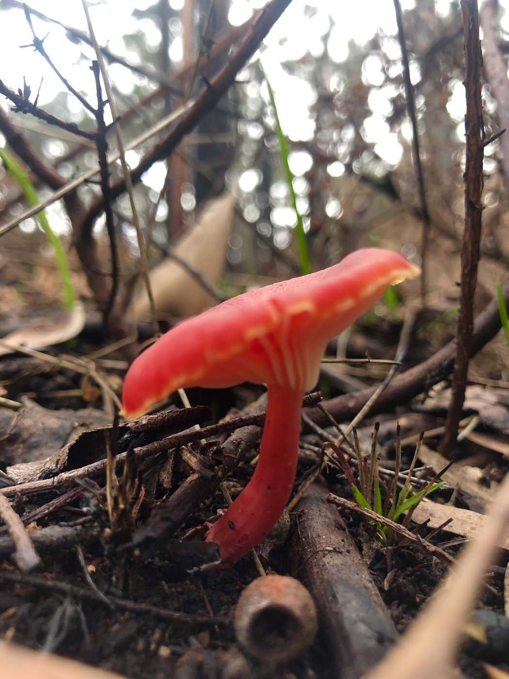 Blue gum loop hike (28)