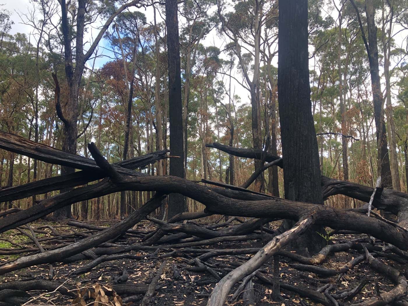 Blue gum loop hike (29)