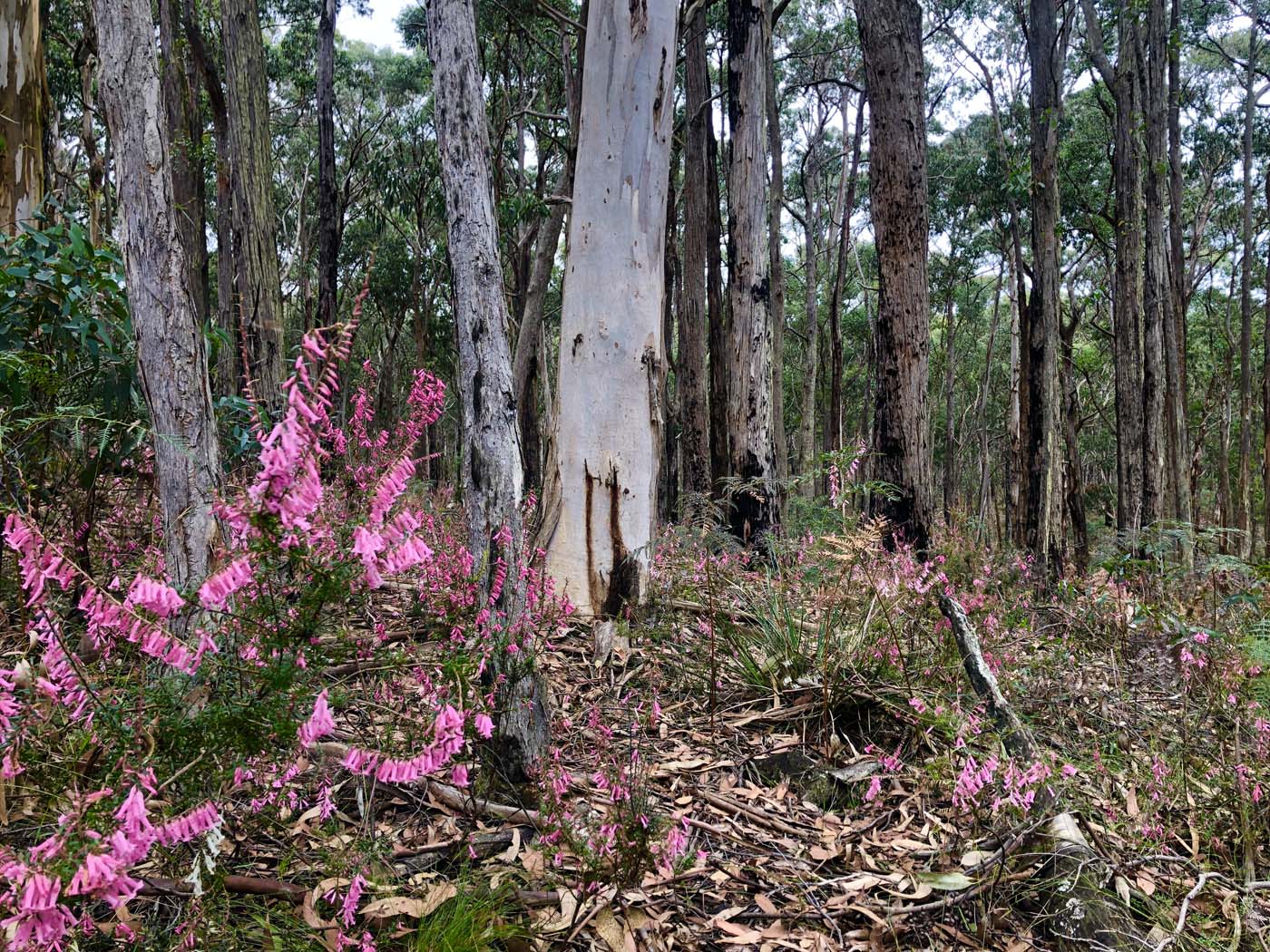 Blue gum loop hike (3)
