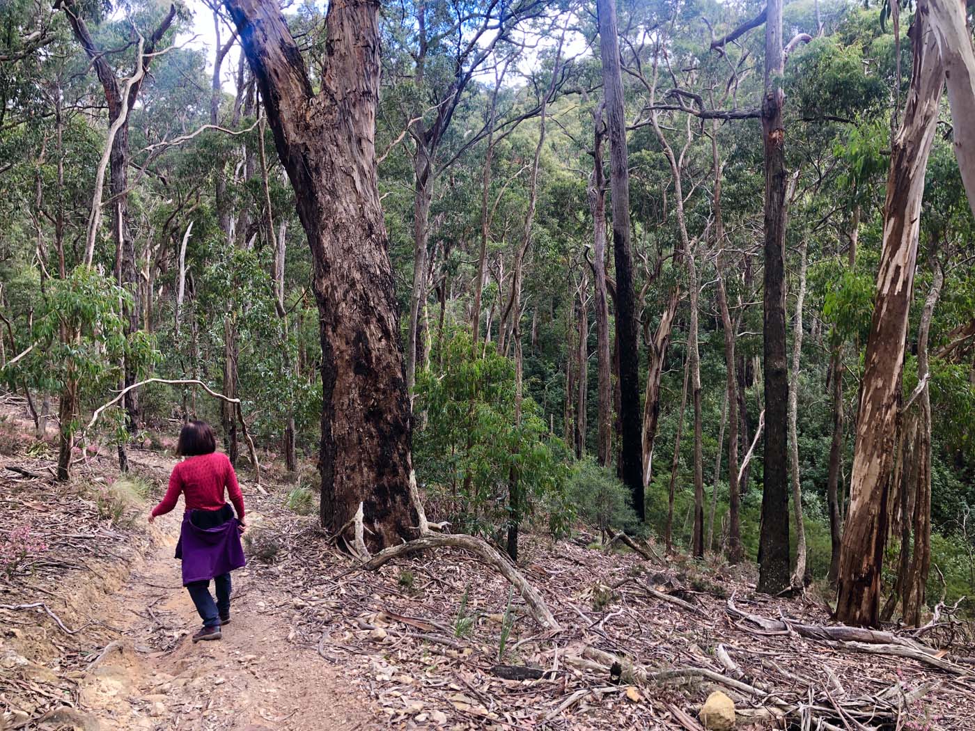 Blue gum loop hike (4)