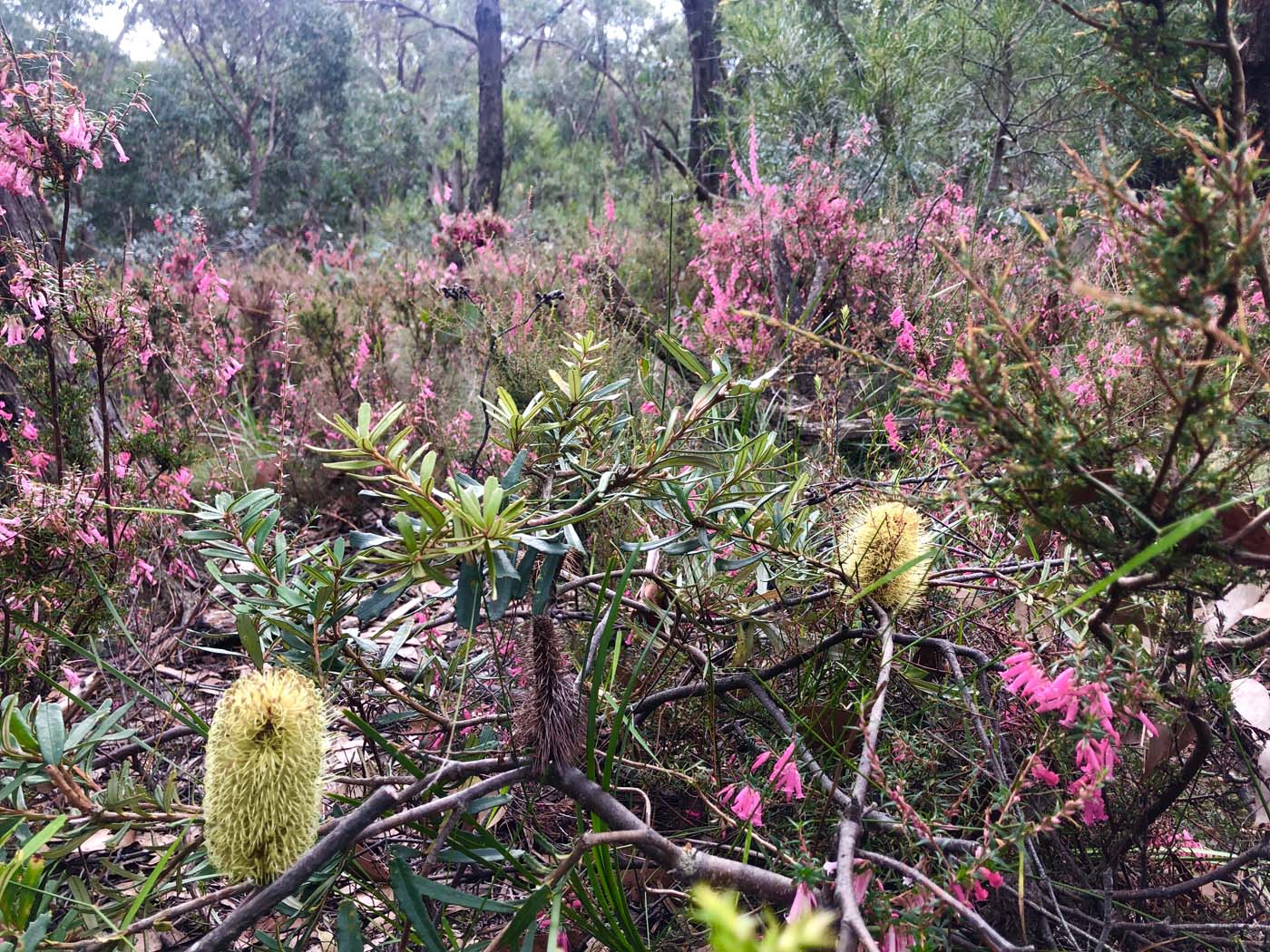Blue gum loop hike (5)