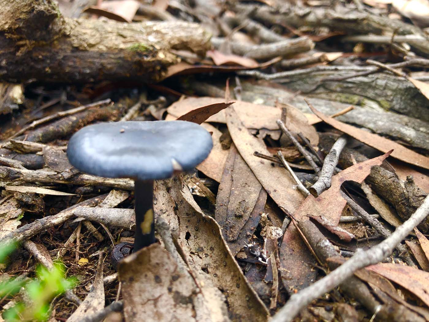 Blue gum loop hike (6)