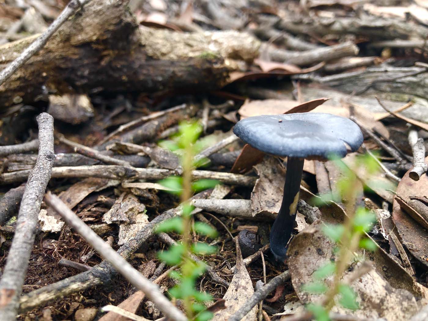 Blue gum loop hike (7)