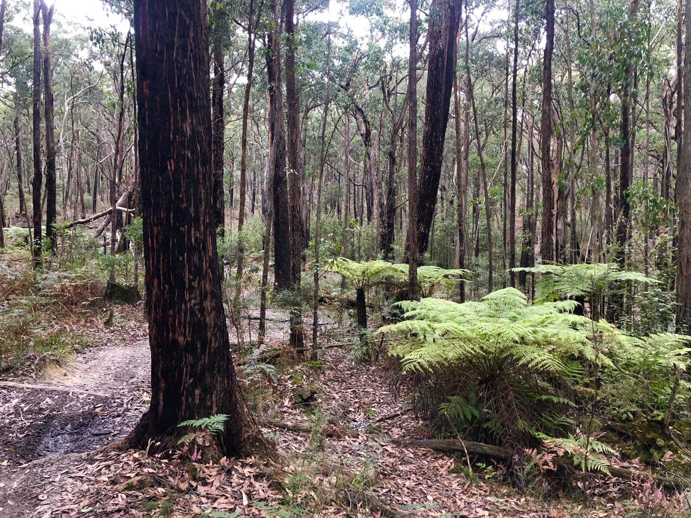 Blue gum loop hike (8)