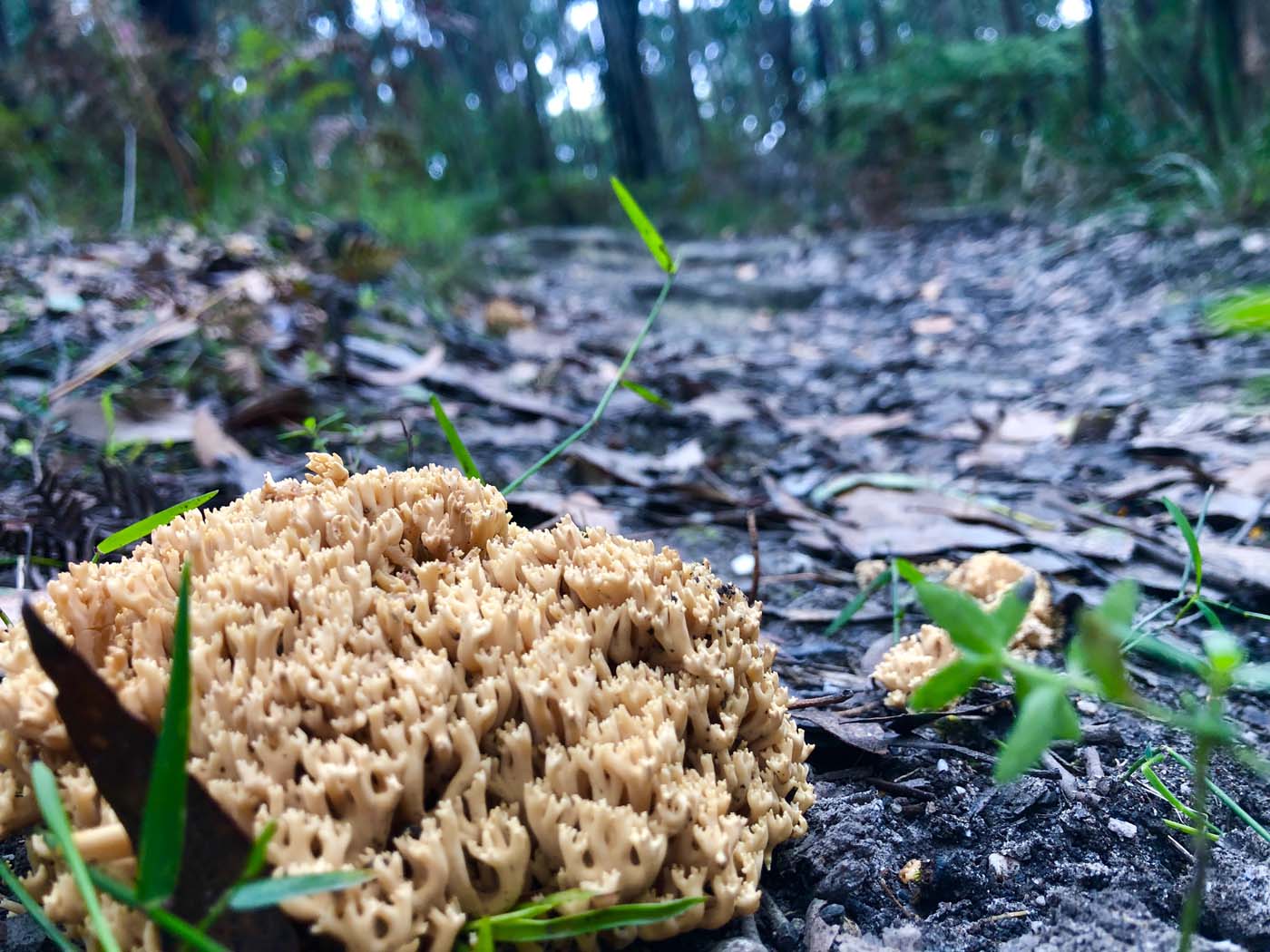 Blue gum loop hike (9)