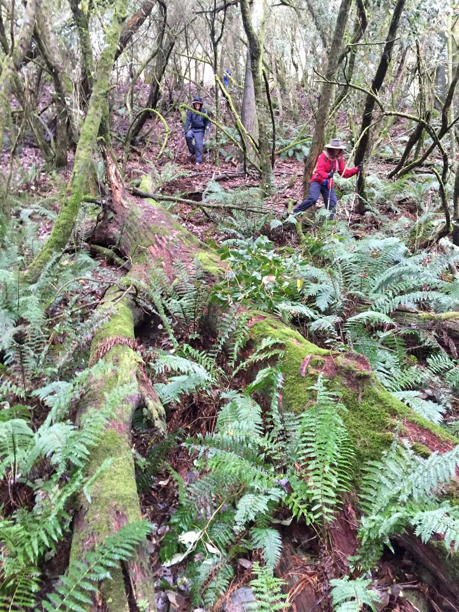 Blue mount & mount wilson hike 16
