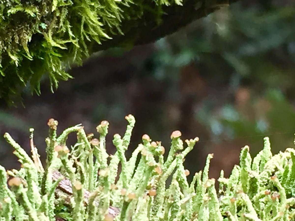 Blue mount & mount wilson hike 18
