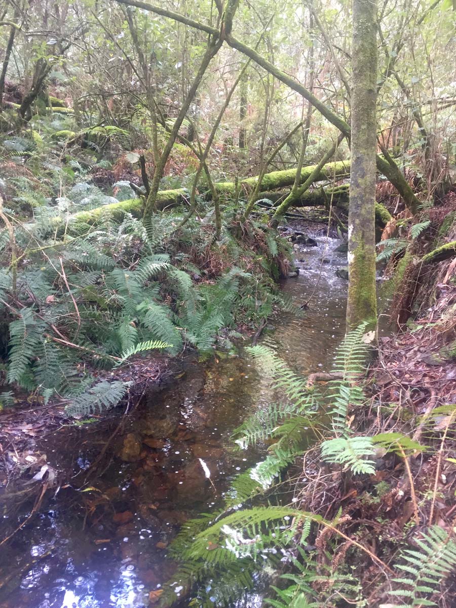 Blue mount & mount wilson hike 26