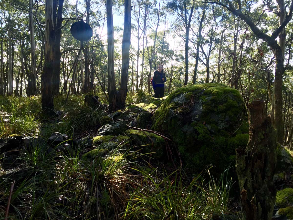 Blue mount & mount wilson hike 36