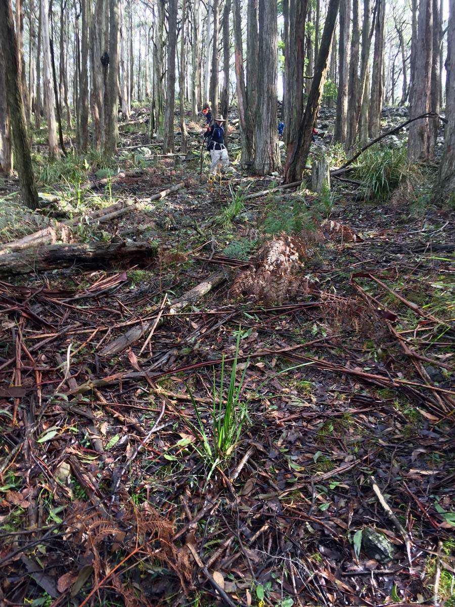 Blue mount & mount wilson hike 38