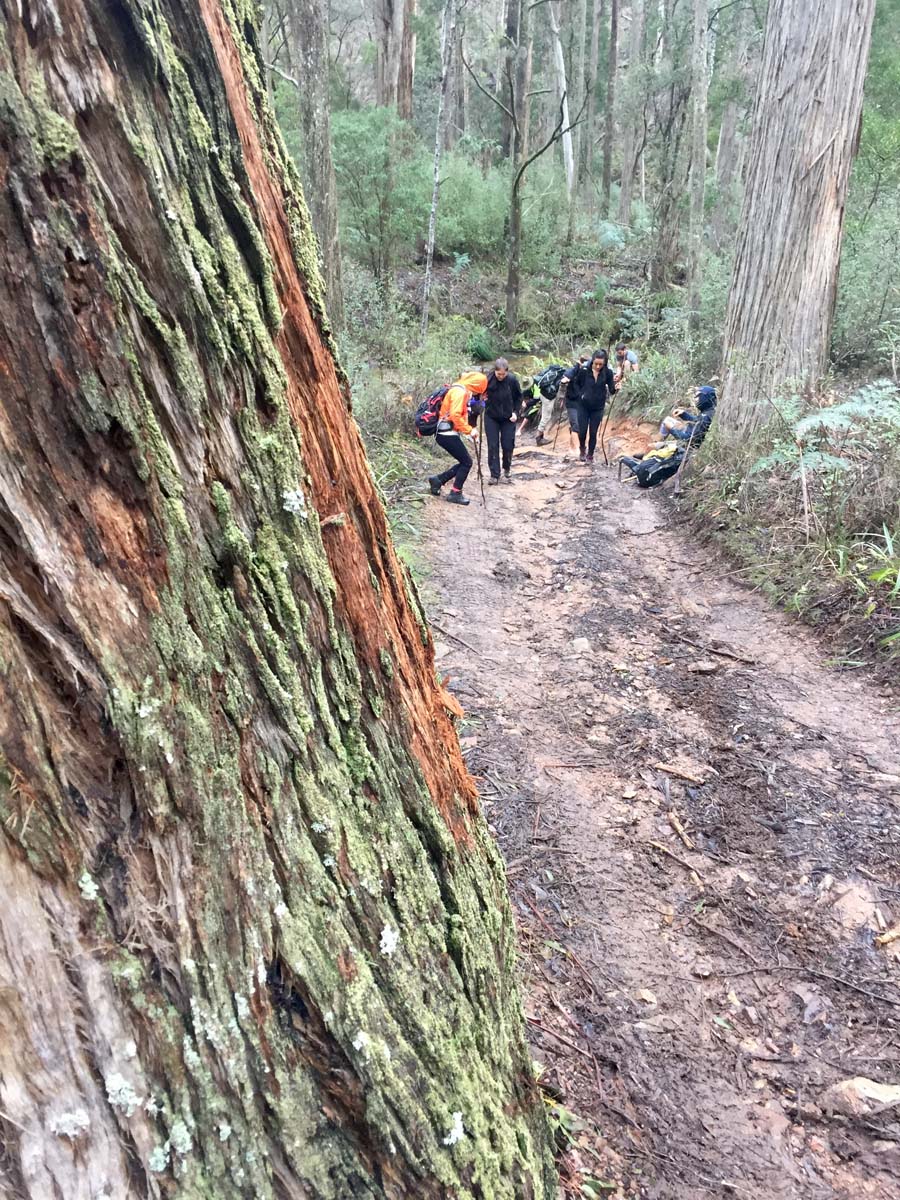 Blue mount & mount wilson hike 47