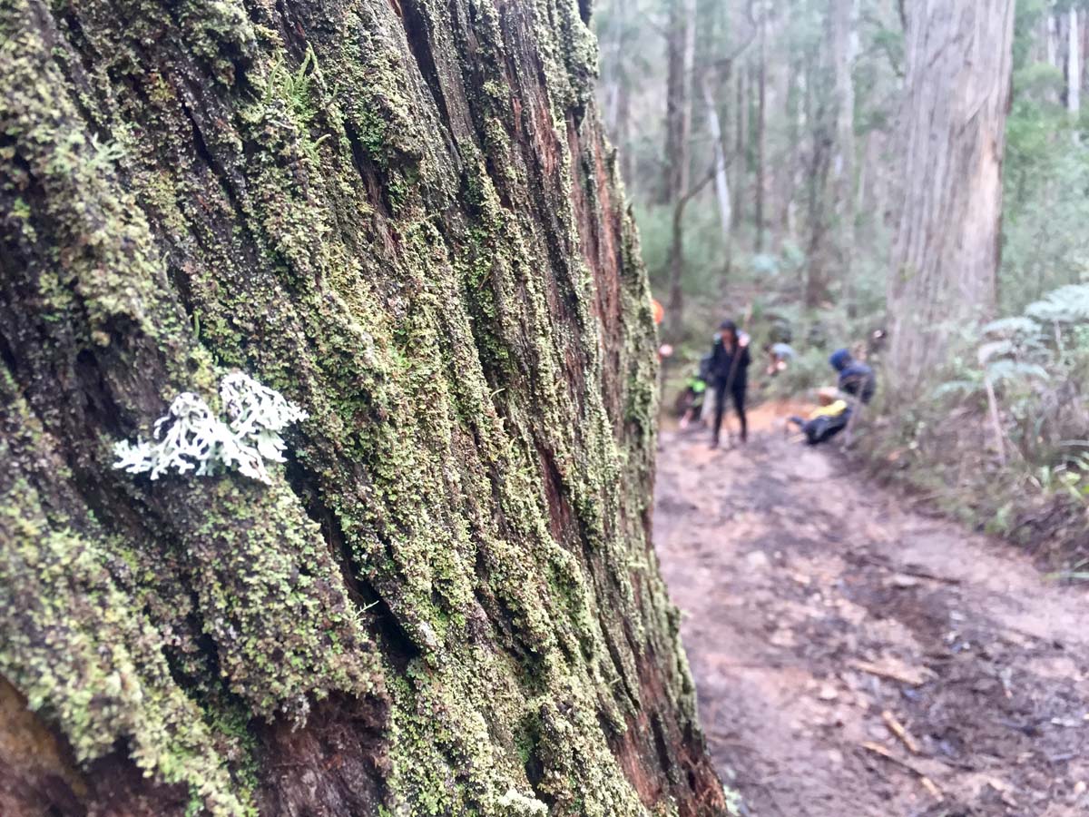 Blue mount & mount wilson hike 48
