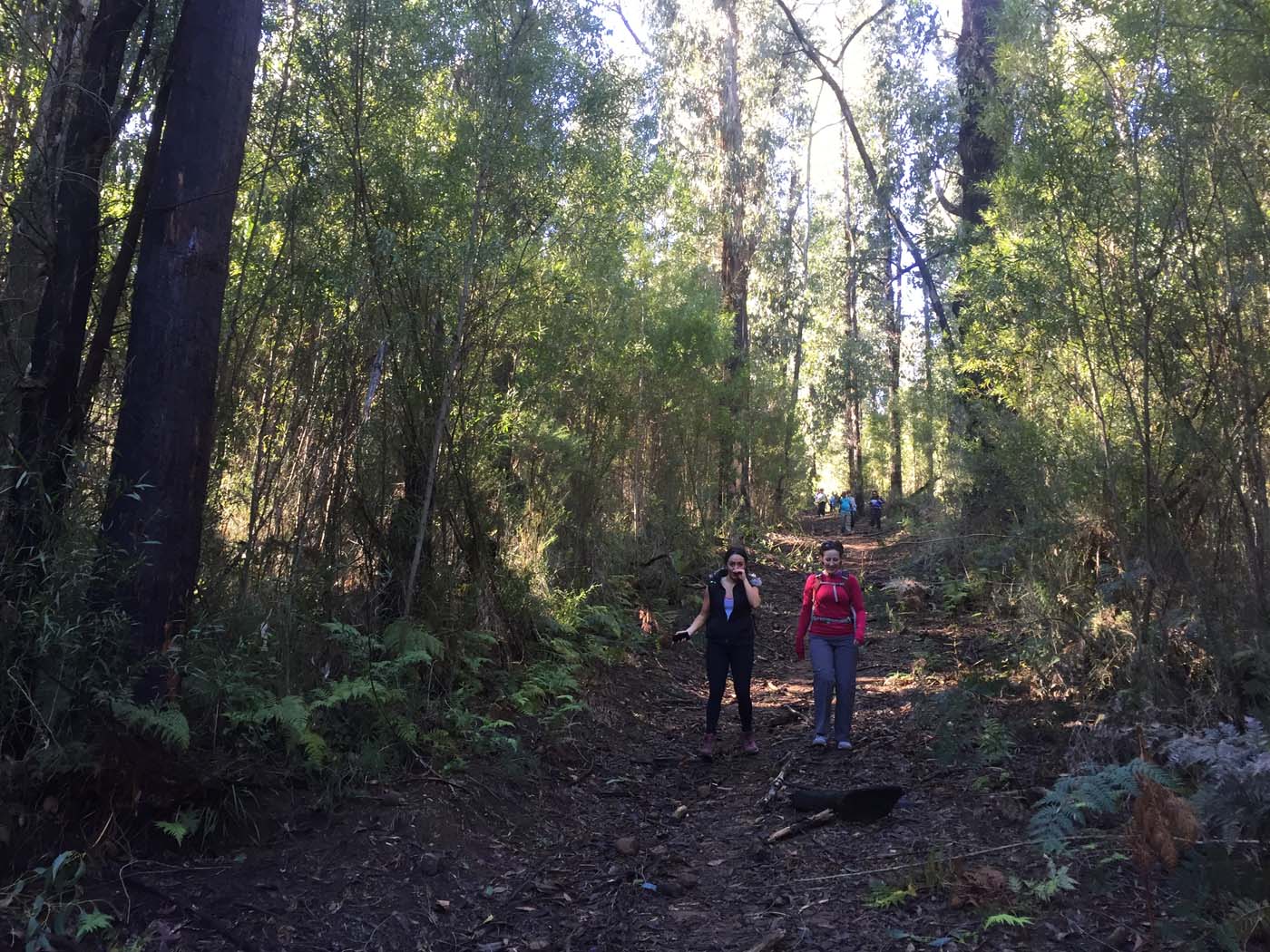 Boroondara track (18)
