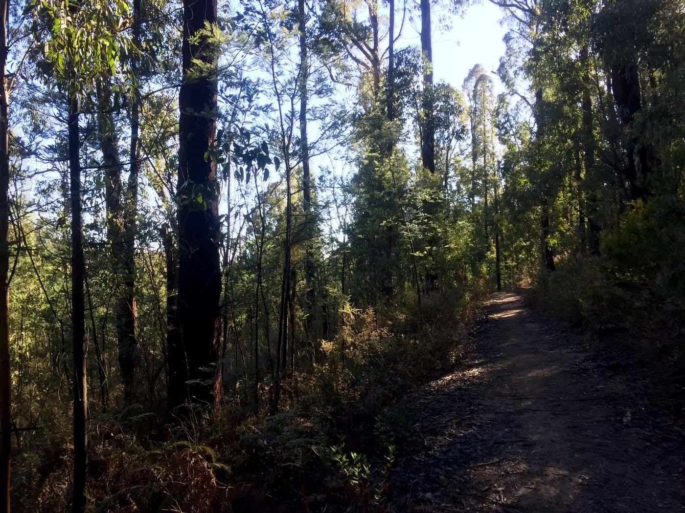 Boroondara track (2)