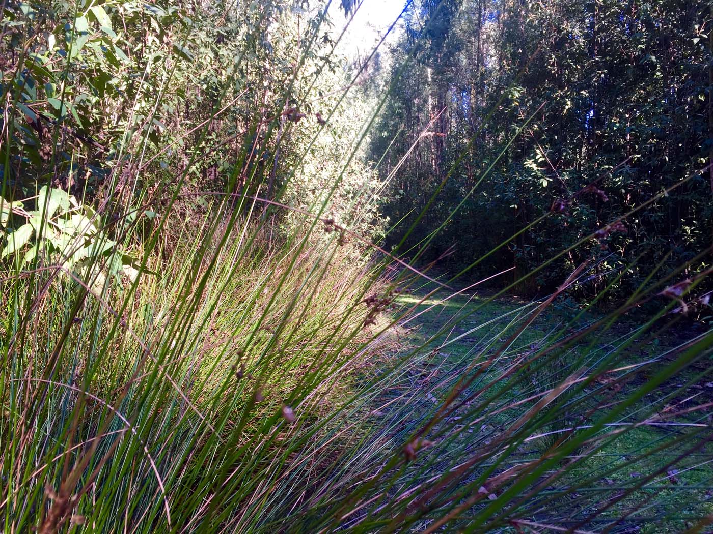 Boroondara track (23)
