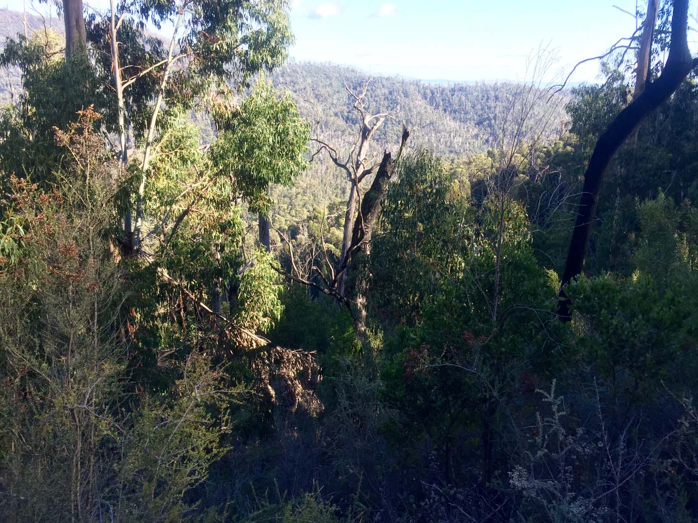 Boroondara track (7)