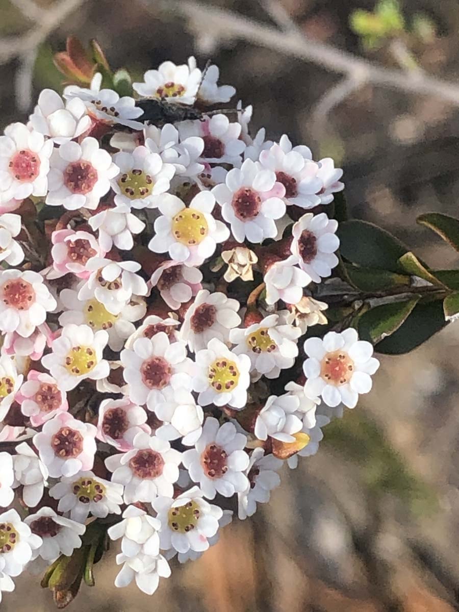 Briggs bluff gar waterfalls hike 29