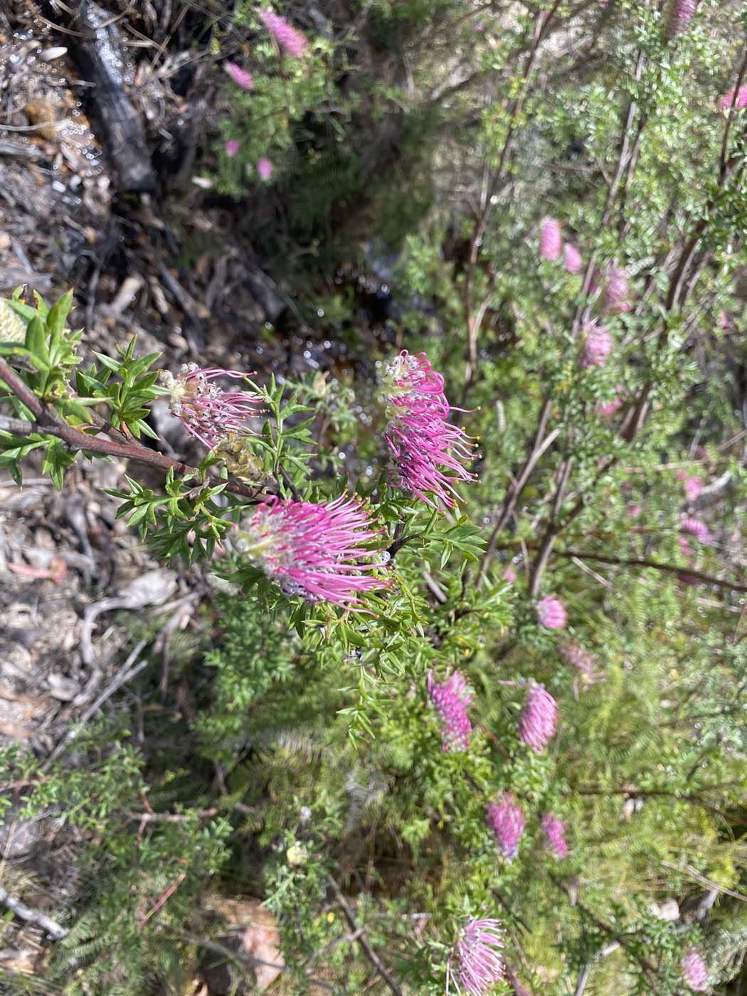 Broad swamp to birds rock 12