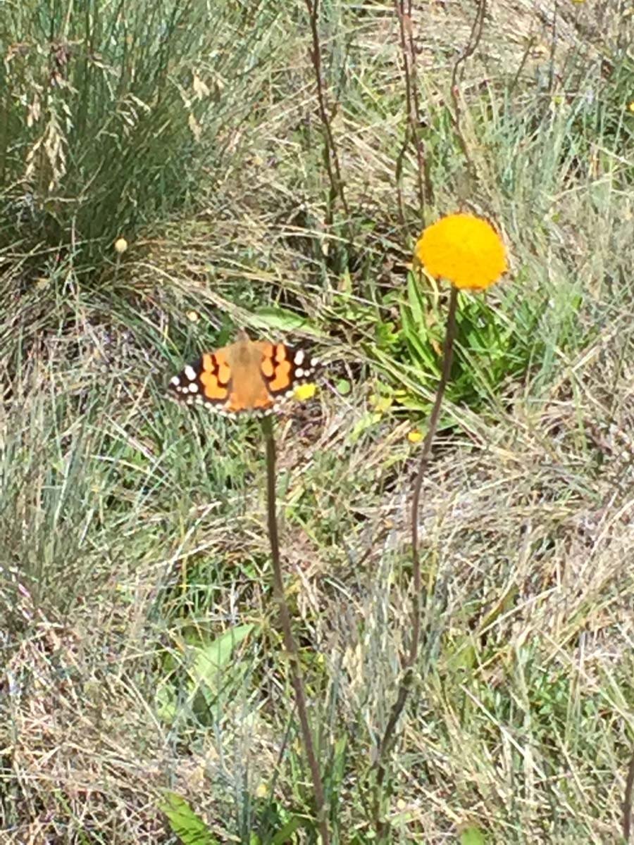 Bryce gorge circuit hike 19