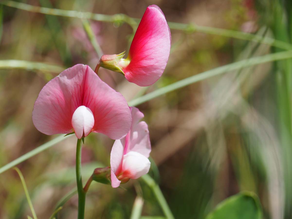 Budj bim crater rim walk 50