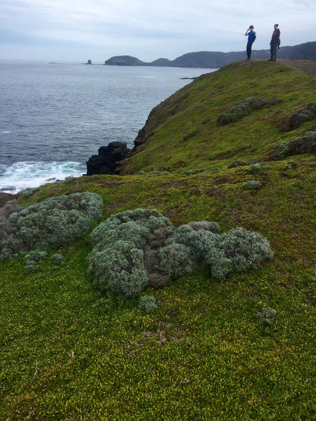 Bushrangers bay & gunnamatta hike (10)