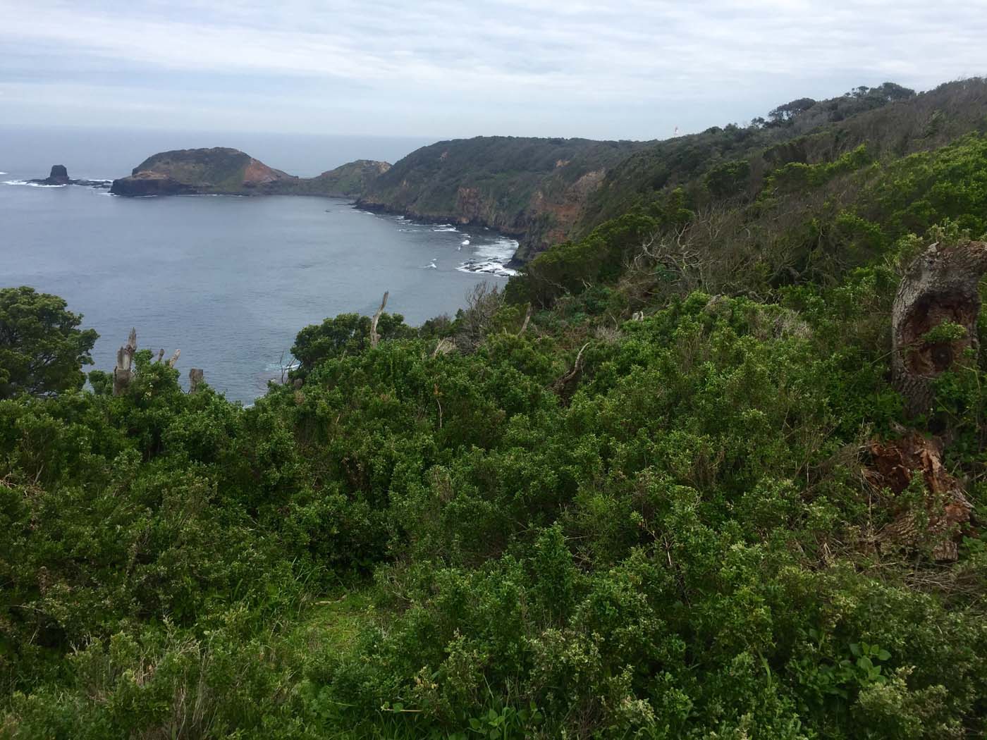 Bushrangers bay & gunnamatta hike (20)