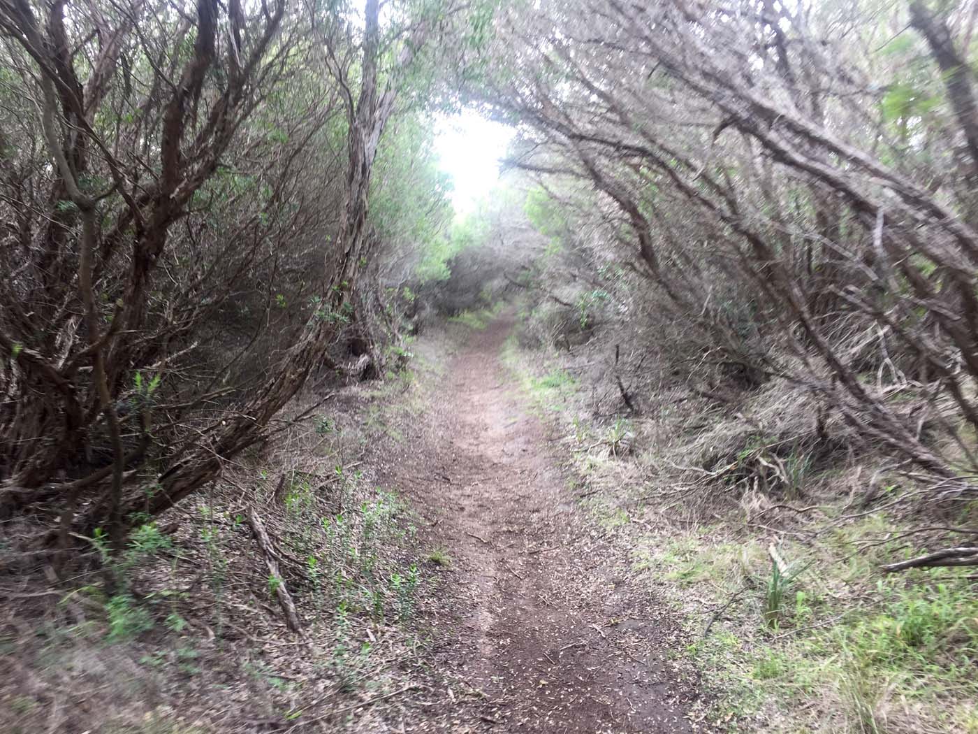 Bushrangers bay & gunnamatta hike (29)
