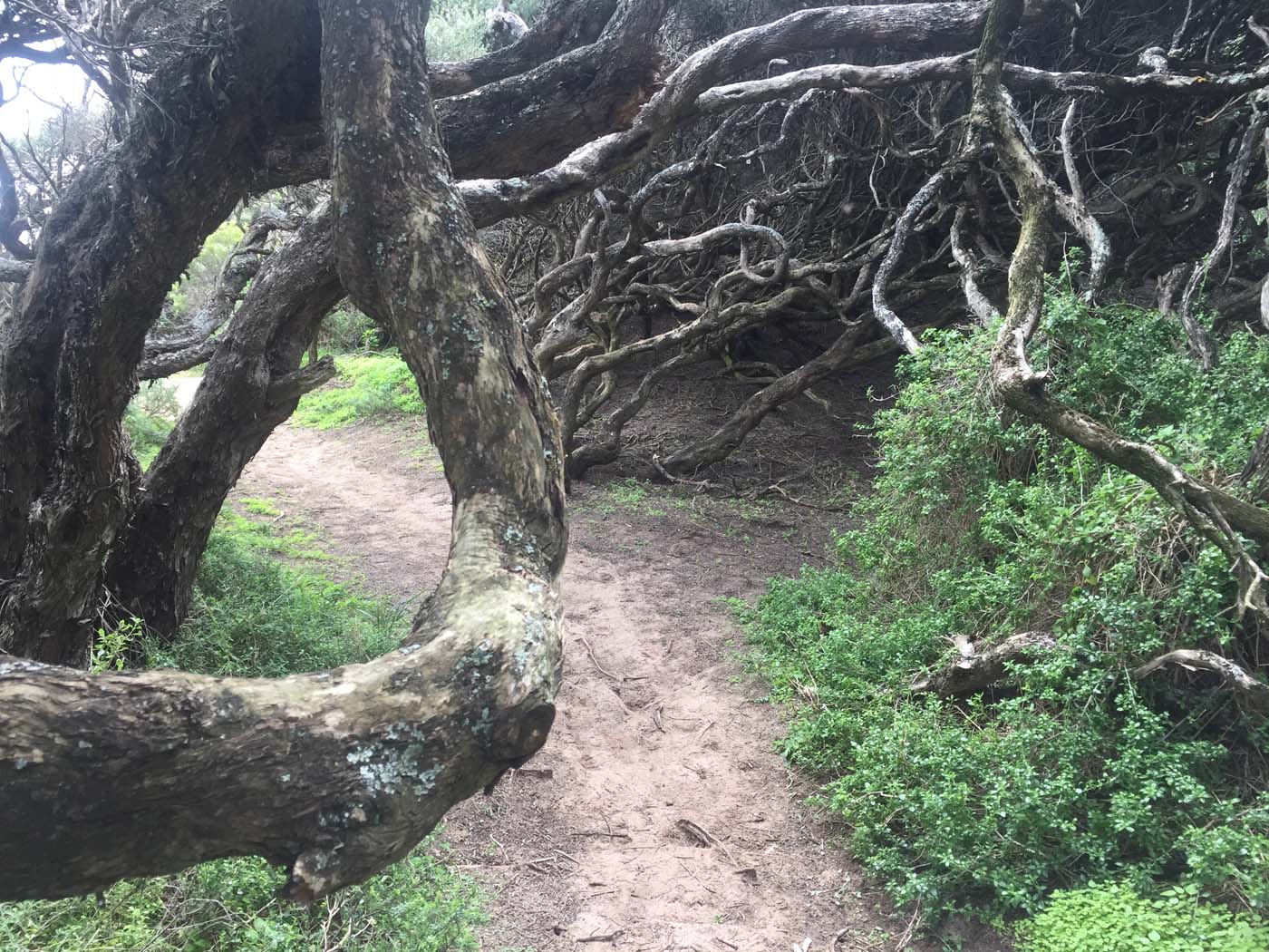 Bushrangers bay & gunnamatta hike (33)