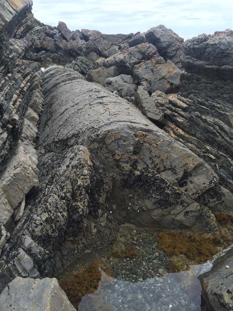 Cape liptrap coastal walk 43