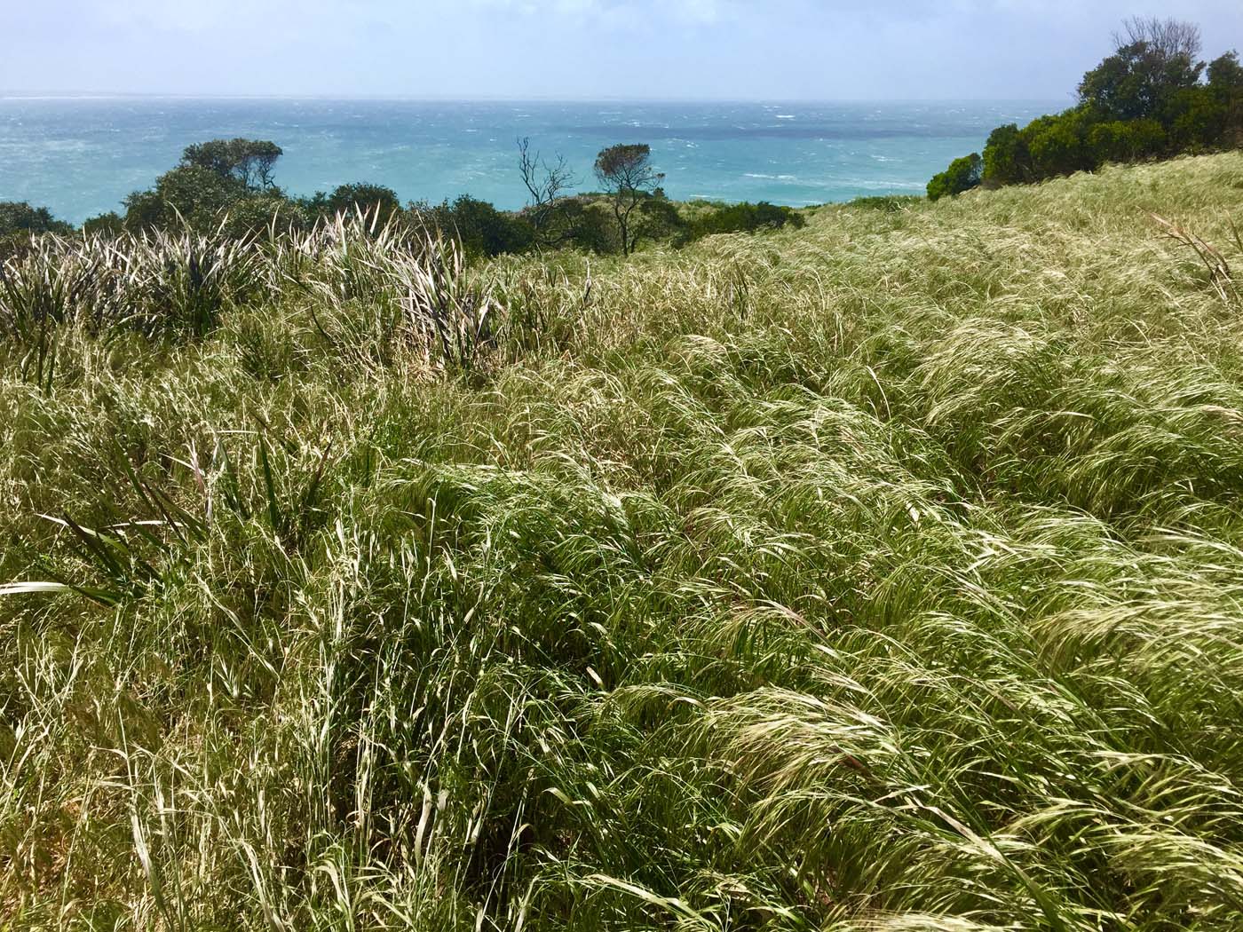 Cape woolamai beacon walk (3)
