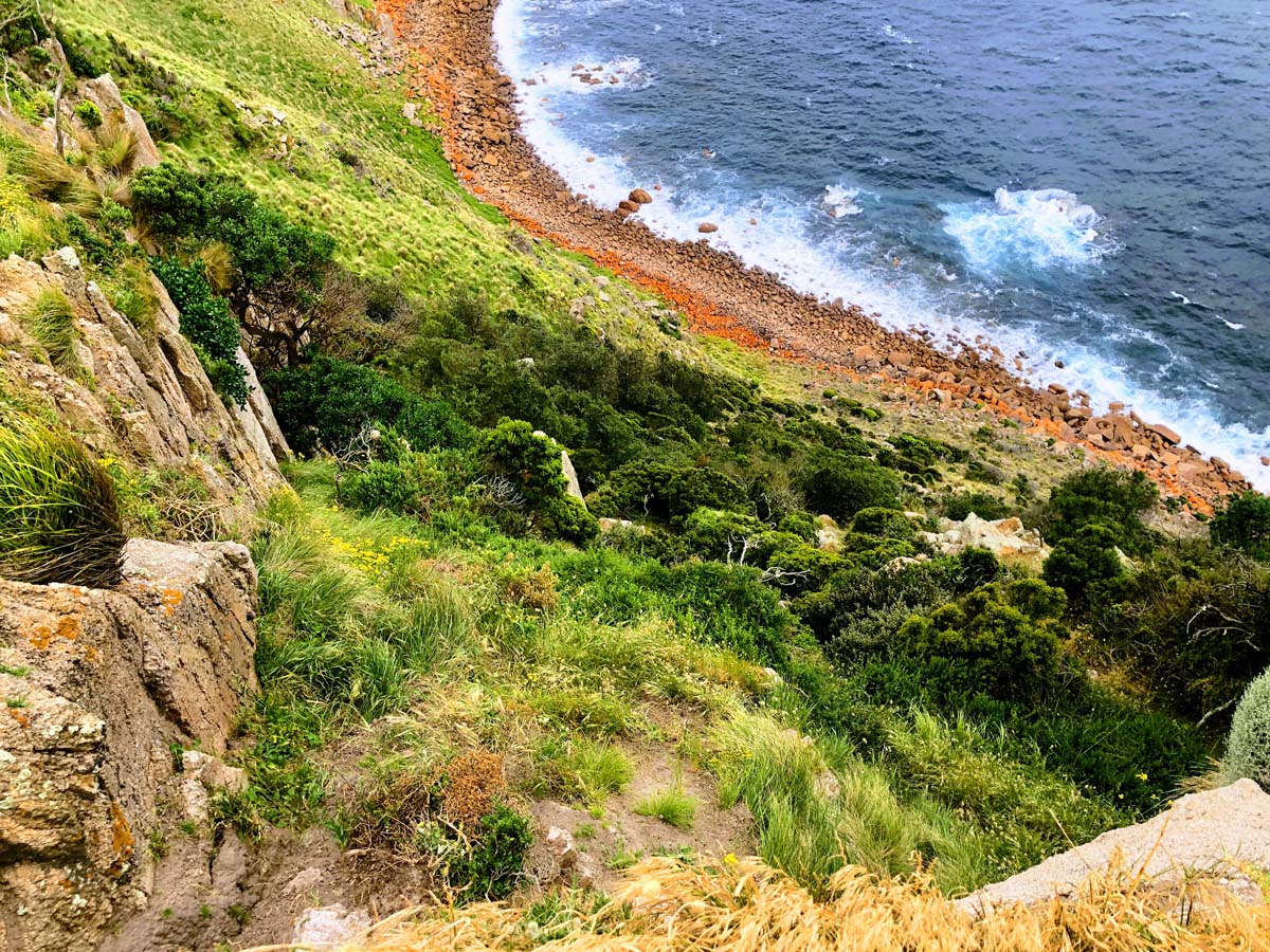 Cape woolamai circuit walk 108