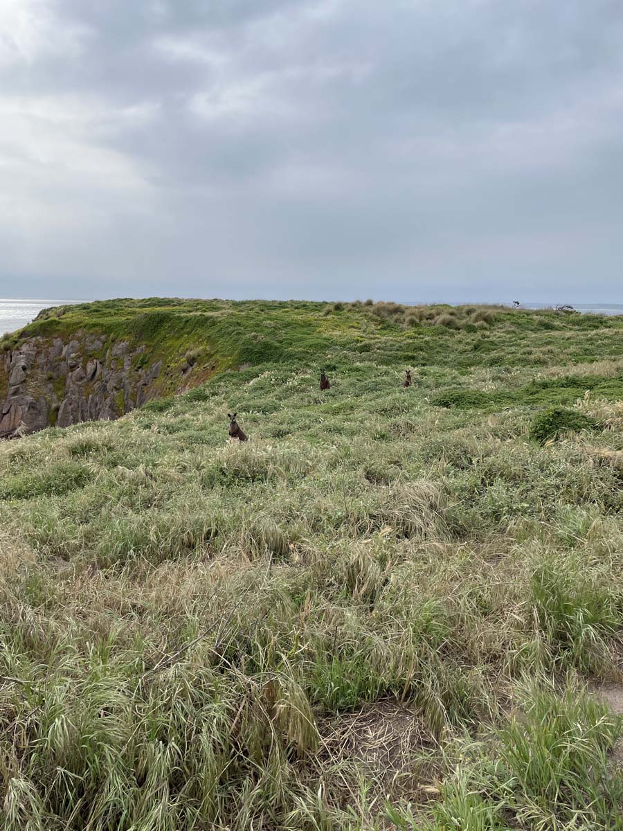 Cape woolamai circuit walk 69