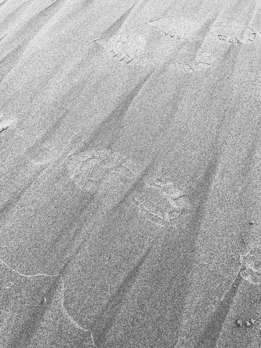 Cape woolamai circuit walk 94