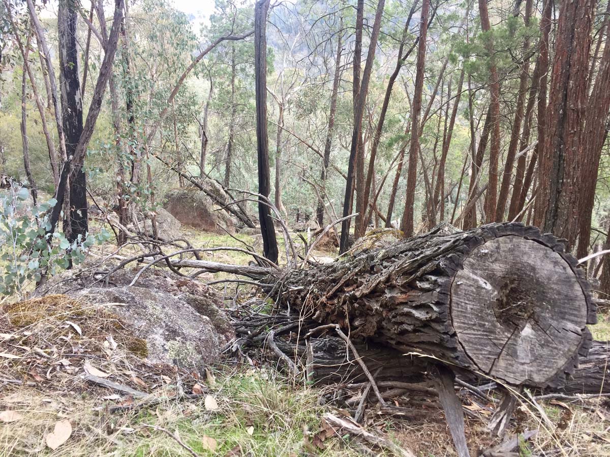 Cascades & woolshed falls hike 37