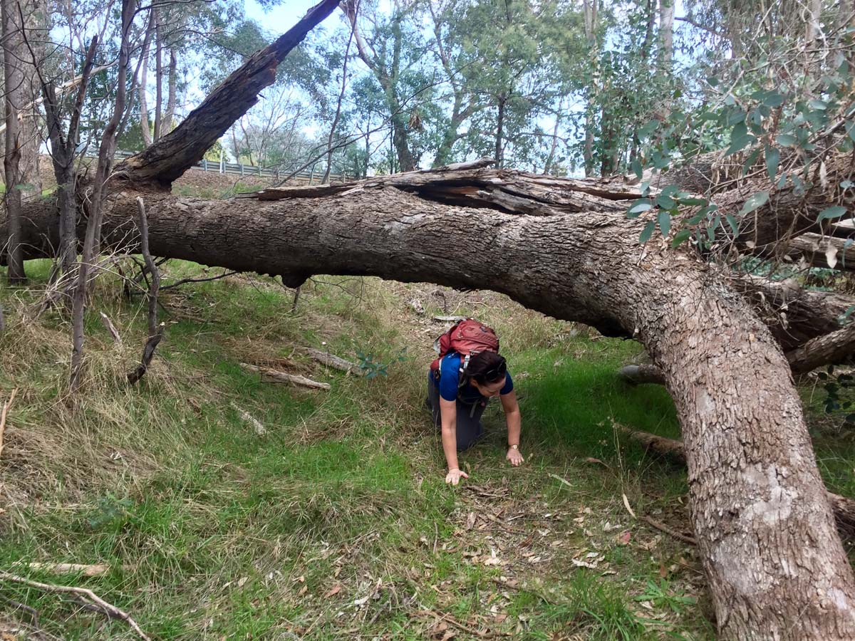 Cascades & woolshed falls hike 42
