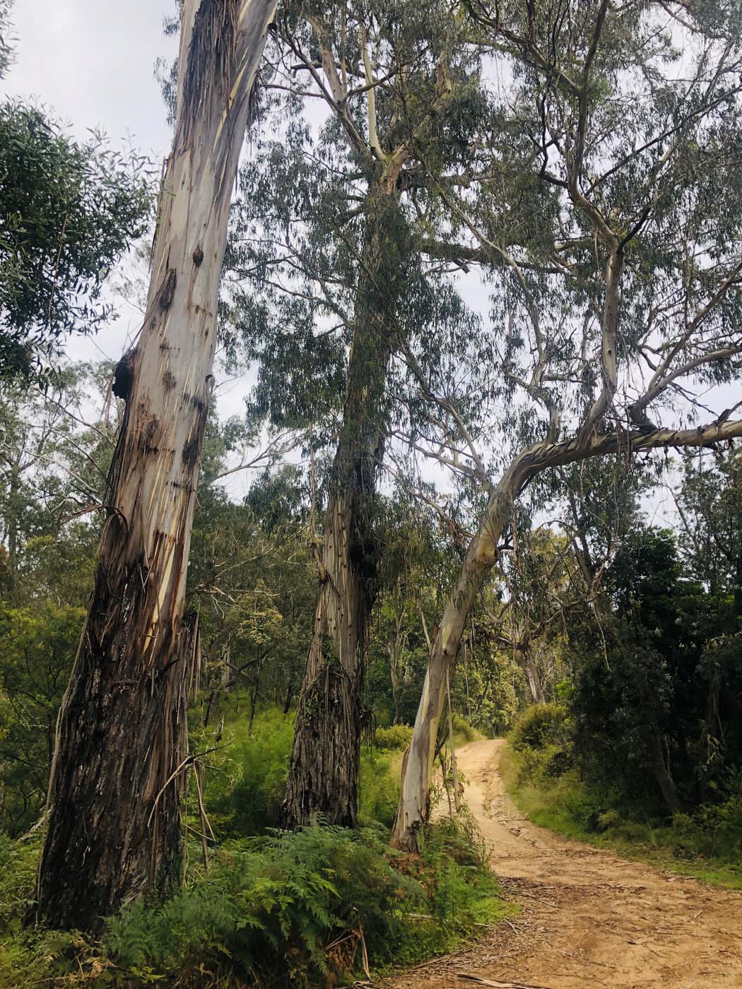 Cherry tree circuit hike (15)