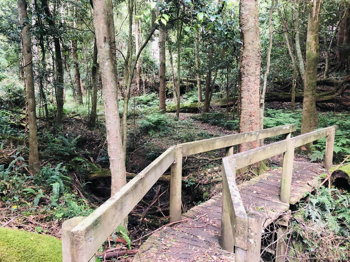 Cherry tree circuit hike (18)