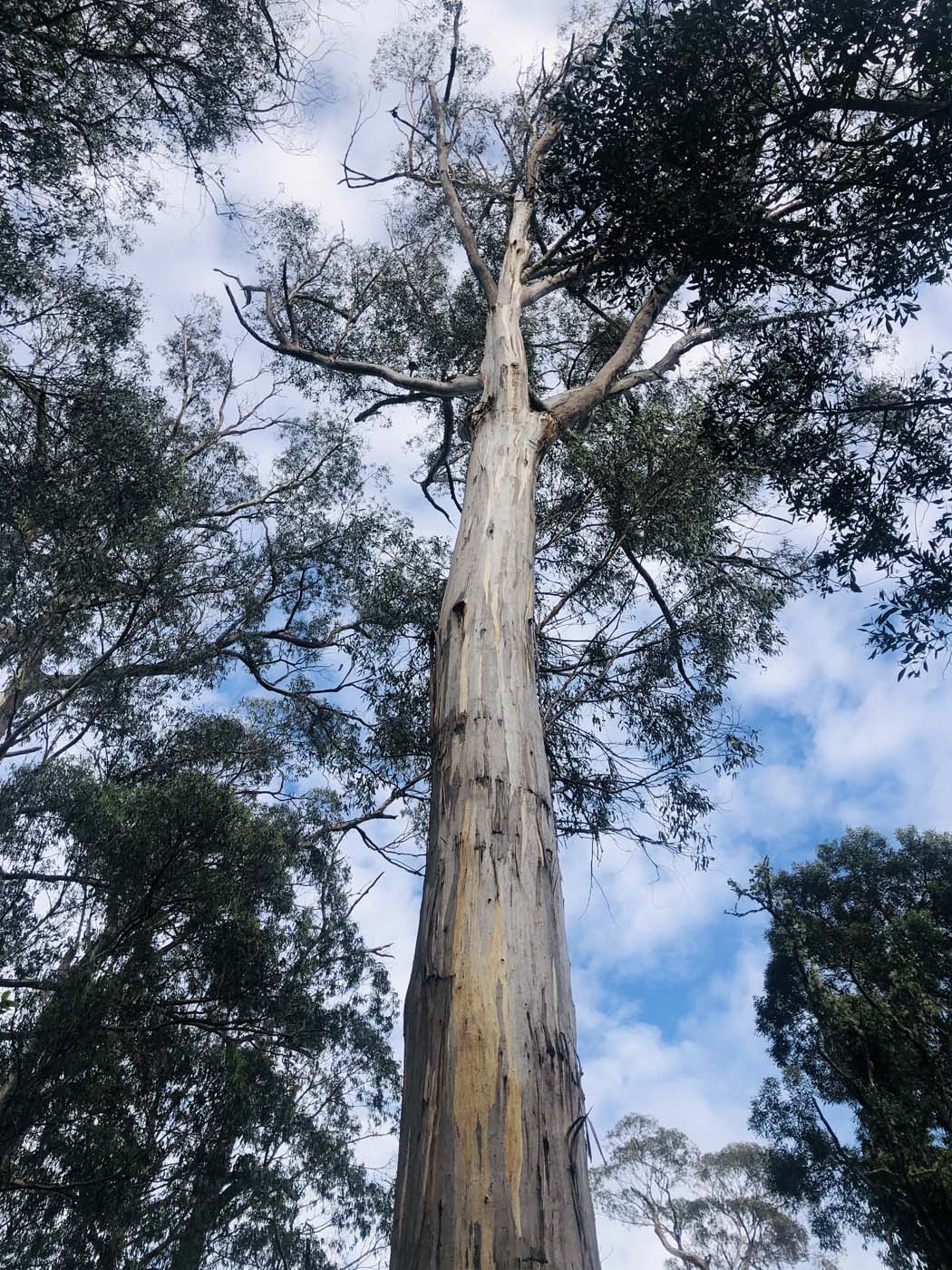 Cherry tree circuit hike (21)