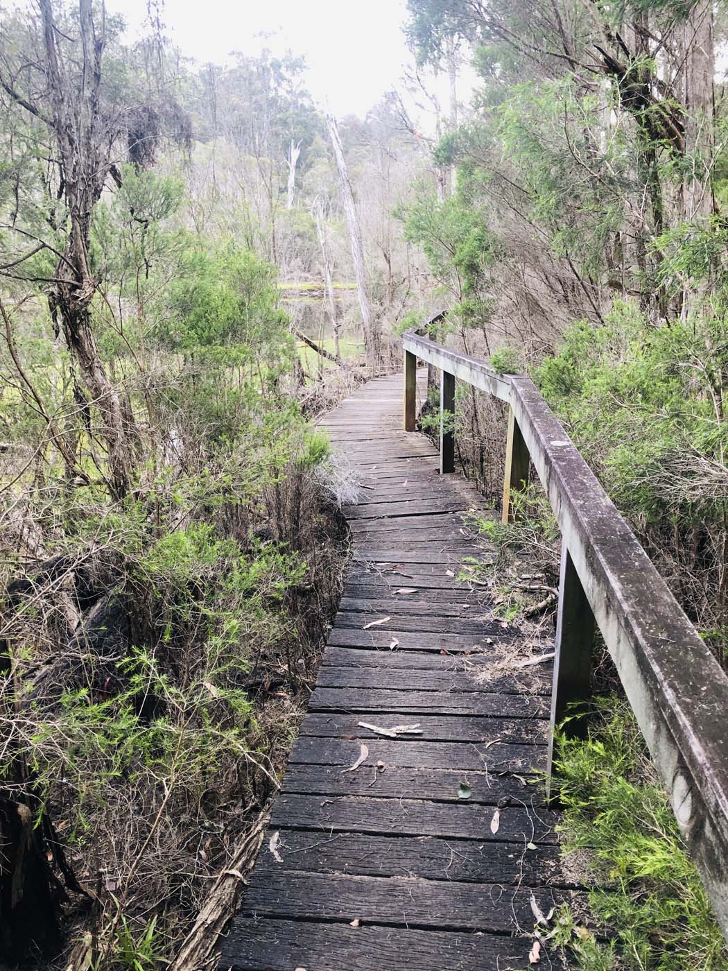 Cherry tree circuit hike (5)