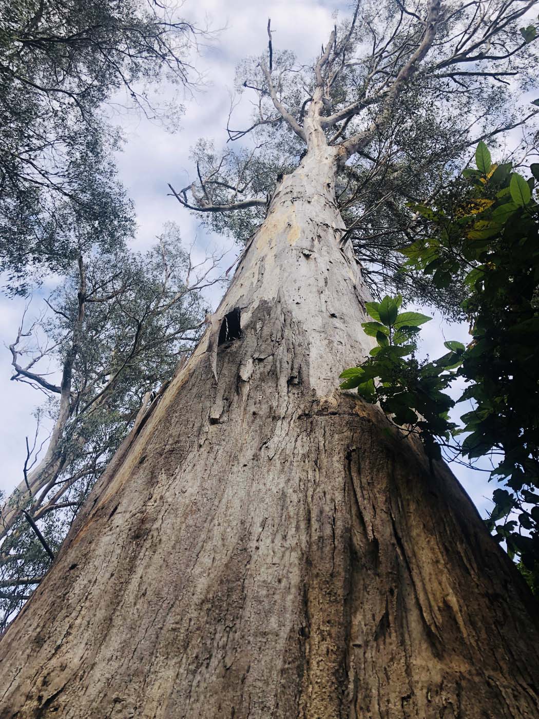 Cherry tree circuit hike (8)