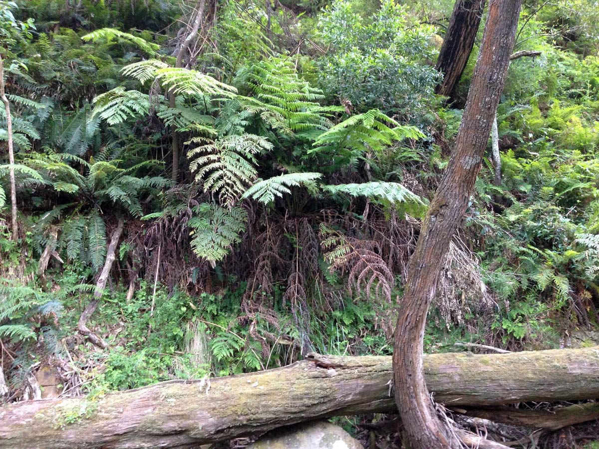 Clearwater gully hike 16