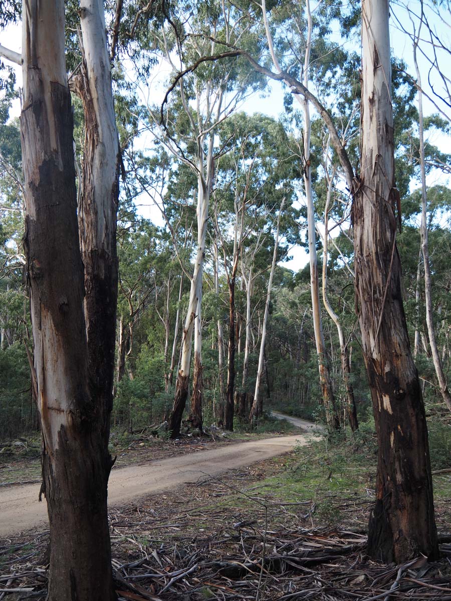 Cobaw nudist camp circuit hike 13