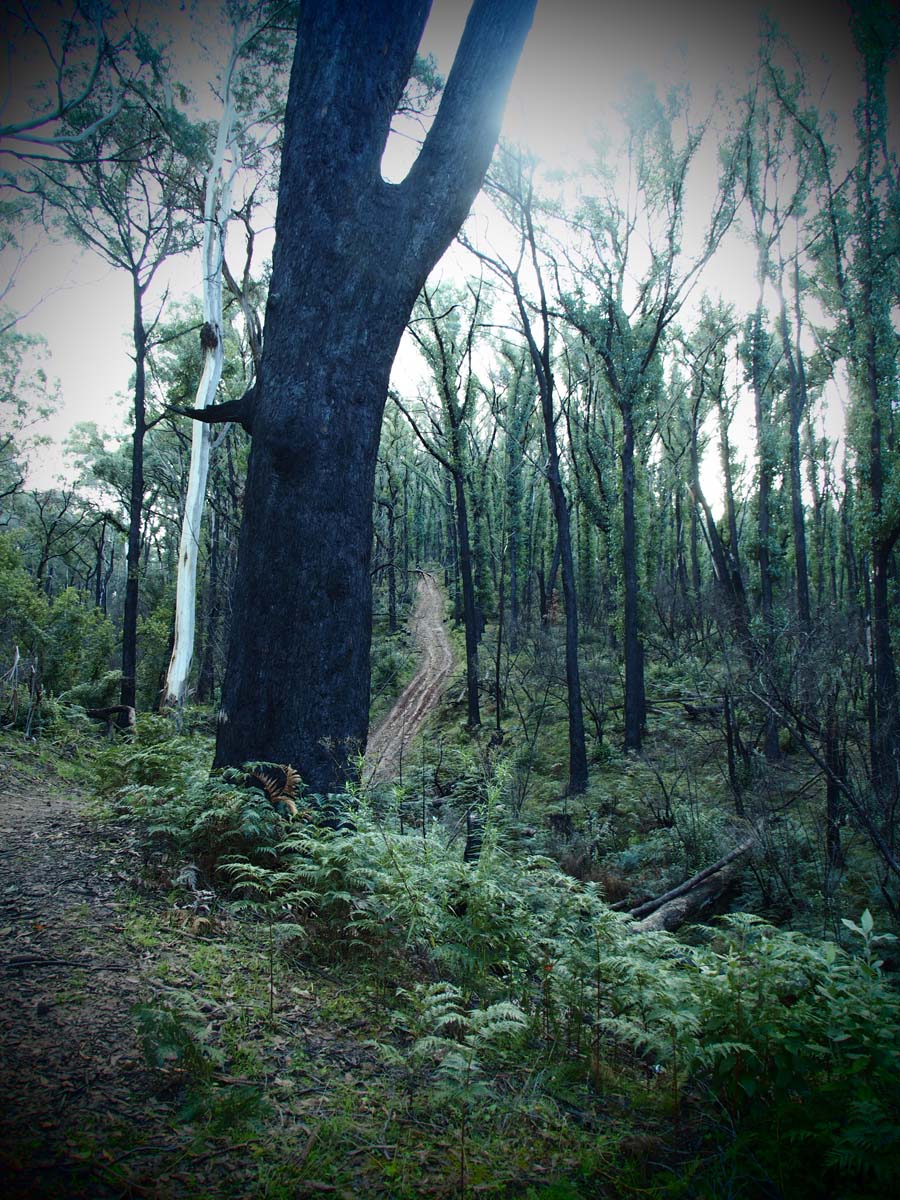 Cobaw nudist camp circuit hike 3