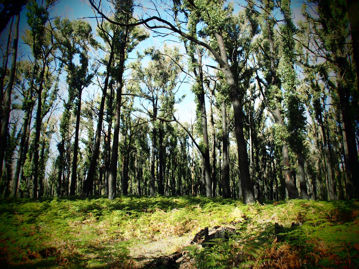 Cobaw nudist camp circuit hike 4