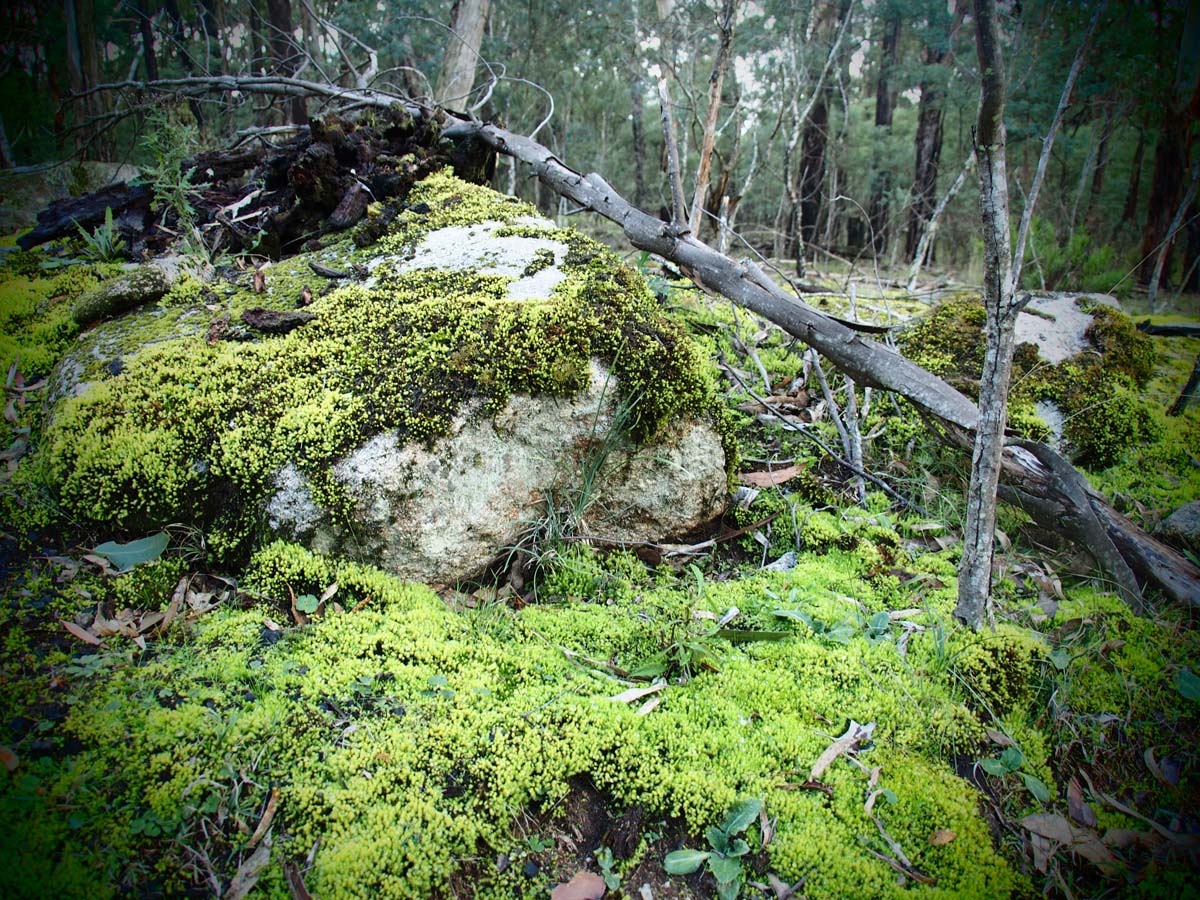 Cobaw nudist camp circuit hike 7
