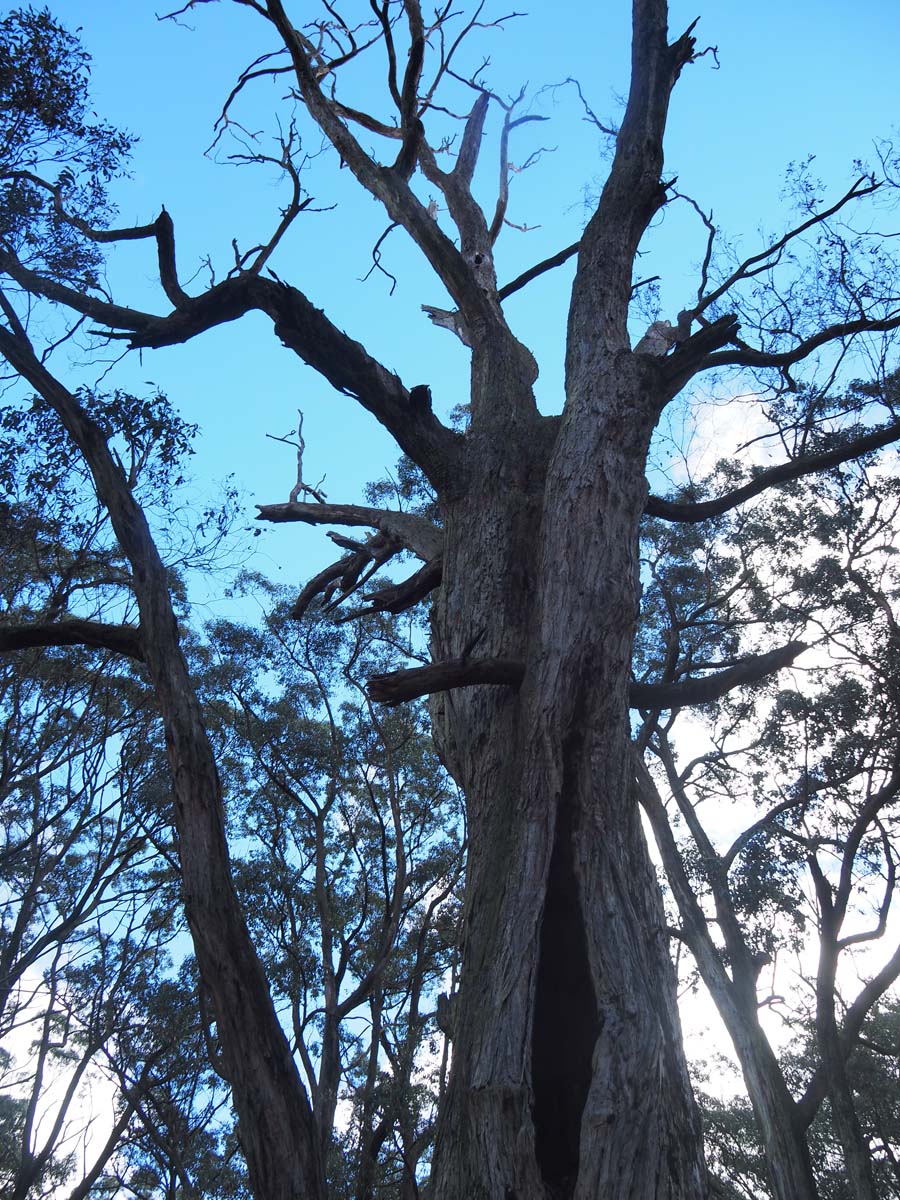 Cobaw nudist camp circuit hike 8