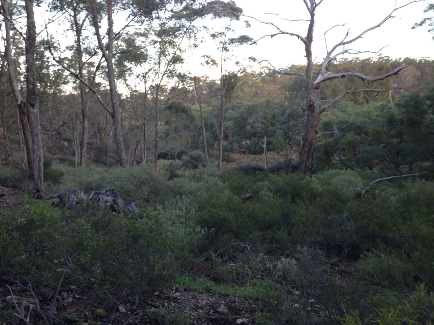 Coimadai creek long forest (22)