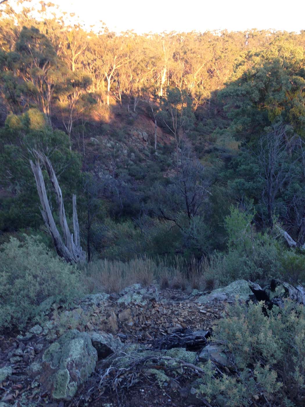 Coimadai creek long forest (24)