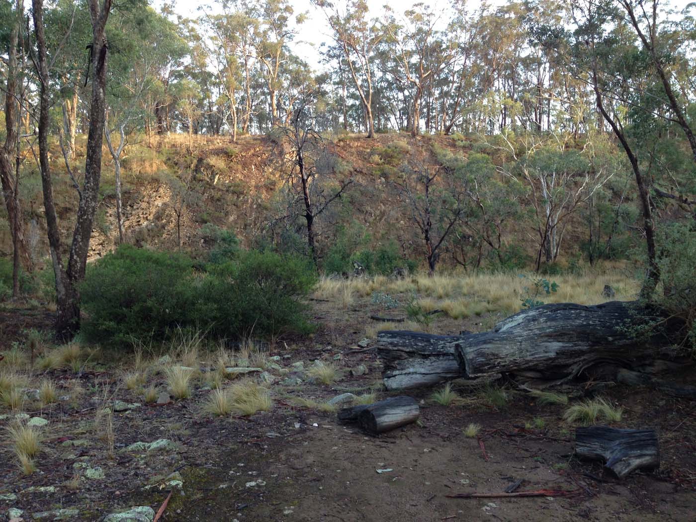 Coimadai creek long forest (26)